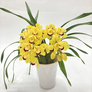 e[uVrW[ Fn 2{A[` 5 ͂10xꍇ܂Bbm10-SA