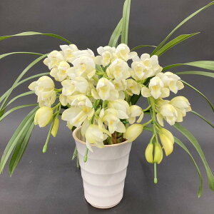 e[uVrW[  3{A[` }iVoeB[hC[W[ u[W[h 5 ͂10xꍇ܂Bbm10-SA