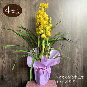 VrW[ Fn 6 4{ Mtgdlbm04-PA