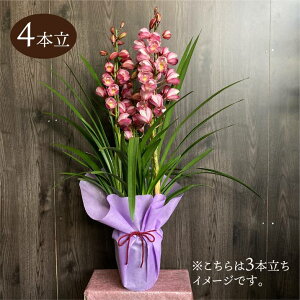 VrW[ sNn 6 4{ Mtgdlbm04-PA