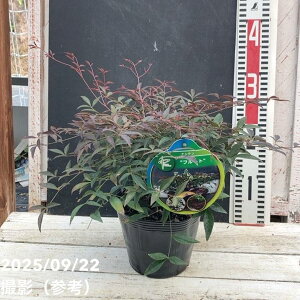 ナンテン フルート 5号苗|花木04-PA