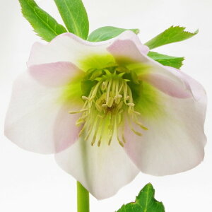 NX}X[Y ɐ݂ 5 ʁbR01-D1