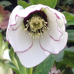 NX}X[Y ɐ݂ 5 tbR01-D1