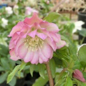 NX}X[Y ɐ݂ 5 bR01-D1