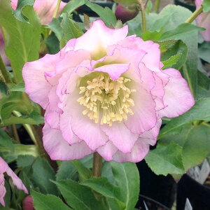 NX}X[Y ɐ݂ 5 bR01-D1