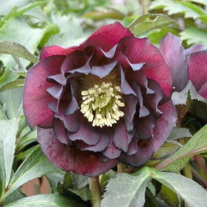 NX}X[Y ɐ݂ 5 ZPbR01-D1