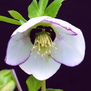 NX}X[Y ɐ݂ 5 bR01-D1