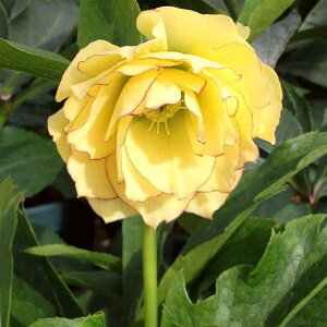 NX}X[Y ɐ݂ 5 zbR01-D1