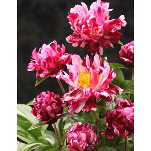 䉖 AJVNN 4O T[JXT[JXb04-PA