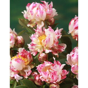 䉖 AJVNN 4O ubNAubNb04-PA