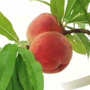  AŎnI␫ ݂h[t 5 ڂؕc 2N PVPbʎ10-TU