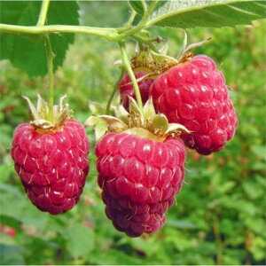 Yx[ OC 3 2Zbgbʎ04-PA