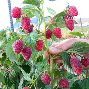 Yx[ |i 3 2Zbgbʎ04-PA