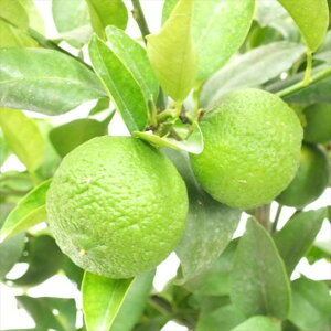 <実付き柑橘>ゆず 7号|柑橘|果樹10-TU