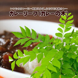 カレーの木（苗）カレーリーフ 3号×2鉢セット｜草花10-TU