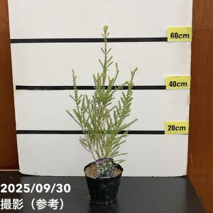 EJ Zebhy[p[o[O 5 ͂10xꍇ܂BbԖ10-TN