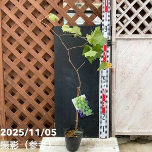 uhE VC}XJbg 5 PVPbʎ04-PA