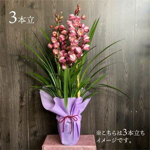 y\tzVrW[ sNn 6 3{ Mtgdl 2025N12肨͂\bm10-TO