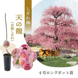 yʌz鎭̐X뉀 ~؁uV̗ijvڂؕc 4O|bgc 1NcbԖ10-D1