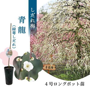 yʌz鎭̐X뉀 ~؁uvڂؕc 4O|bgc 1NcbԖ10-D1