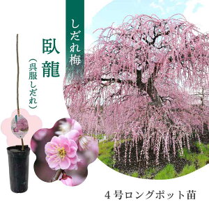 yʌz鎭̐X뉀 ~؁u痴ijvڂؕc 4O|bgc 1NcbԖ10-D1