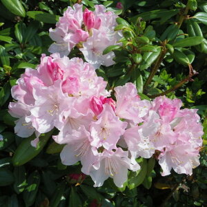 シャクナゲ スーパーローディー 6号 ウェディングブーケ 接木|花木10-D1