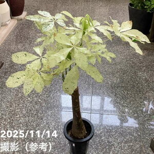 pL ~L[EFC 6bϗt04-PA