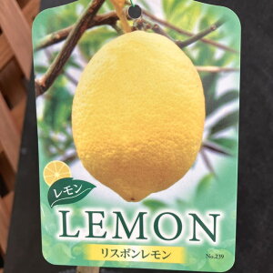 レモン リスボンレモン 5号ロングポット 2年生苗|果樹04-PA