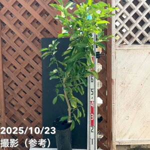  ̍ 5 O|bg 2Nc PVPbkbʎ04-PA