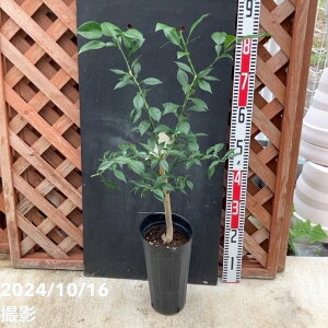 Y c 5 O|bg 2Ncbkbʎ04-PA