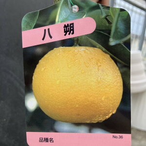 みかん 八朔 はっさく 5号ロングポット 2年生苗|柑橘|果樹04-PA