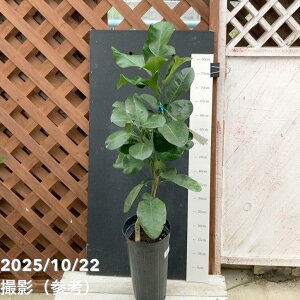 U{ ӔM ΂؂ 5O|bg 2Ncbkbʎ04-PA