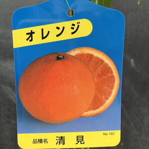 清見オレンジ 5号 ロングポット 2年生苗|柑橘|果樹04-PA