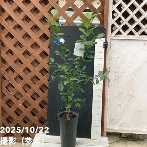 V[N[T[ 5O|bg 2Ncbkbʎ04-PA