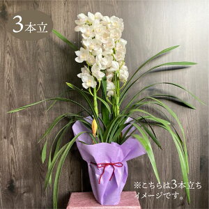 y\tzVrW[ n 6 3{ Mtgdl 2025N12肨͂\bm10-TO