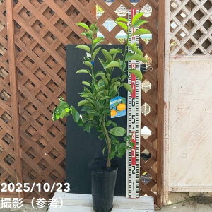 XC[gXvO 5 O|bg 2Ncbkbʎ04-PA