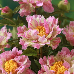 䉖 AJVNN 4O sNXvCU[b04-PA