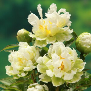 䉖 AJVNN 4O O[n[b04-PA