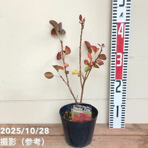 X[Nc[ gr[ 4.5bԖ04-PA