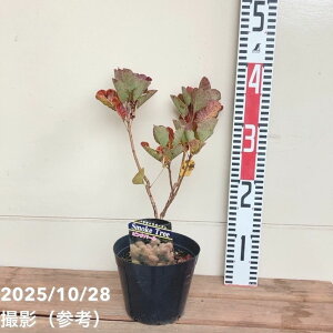 X[Nc[ sNp[ 4.5bԖ04-PA