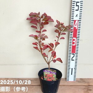 X[Nc[ r[n[g 4.5bԖ04-PA