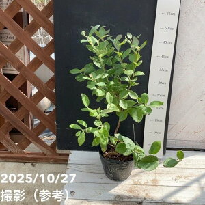 ブルーベリー サザンハイブッシュ系 ジュエル(接木苗)4.5〜5号 |果樹04-PA