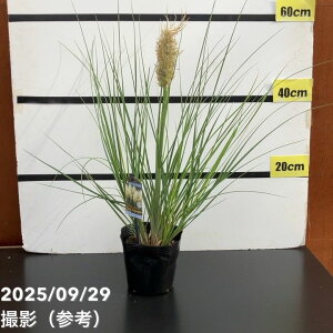 ~jppXOX ^Cj[pp 5 PVPb10-TU