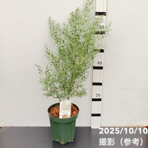 [JOj[ tXu[ K 6 PVPbԖ04-PA