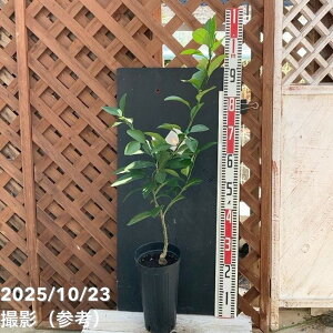 ݂ 瑁 5O|bg 2Ncbkbʎ04-PA