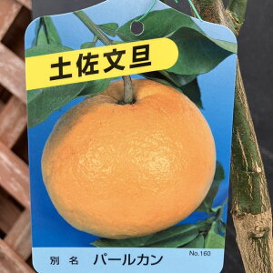 yU ƂԂ񂽂 p[J 5O|bg 2Ncbkbʎ04-PA