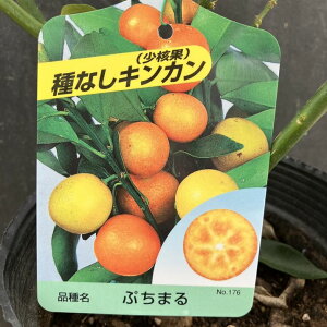 ȂLJՂ܂ 5O|bg 2Nc PVPbkbʎ04-PA