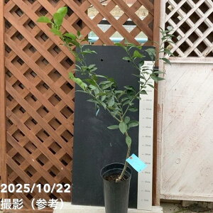 X_` 5O|bg 2Ncbkbʎ04-PA