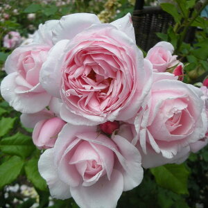 [̒ڃo iG} 7 Delbard fo[bs200bԖ04-PA