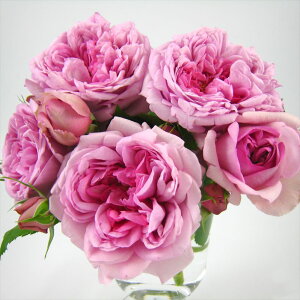 [̒ڃo [YE|phD[ 7 Delbard fo[ PVPbs200bԖ04-PA